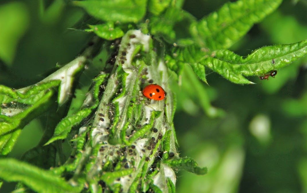 Managing Insects on Vegetables and Herbs