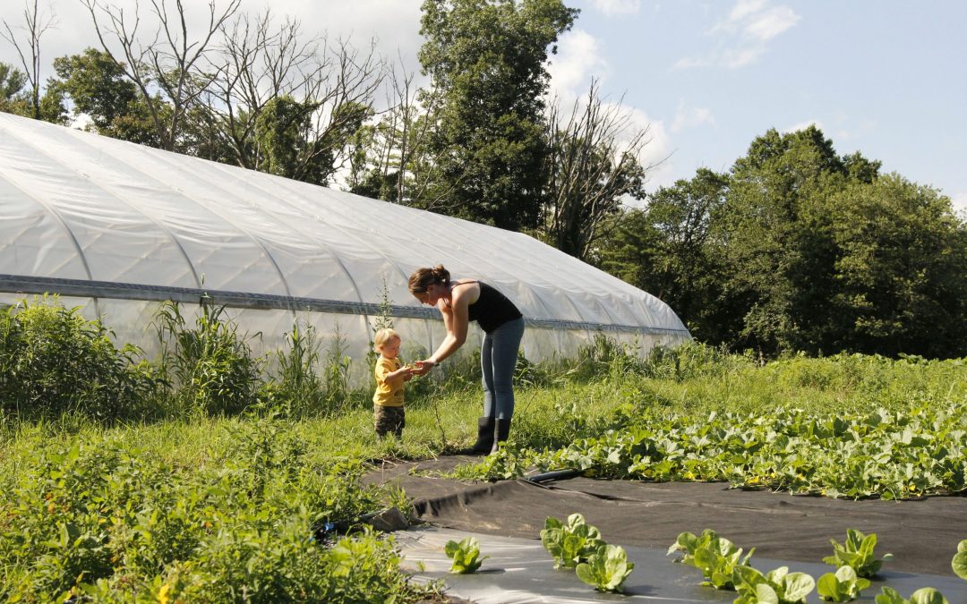 The Farmers Daughter at Herrick Farm in Rowley