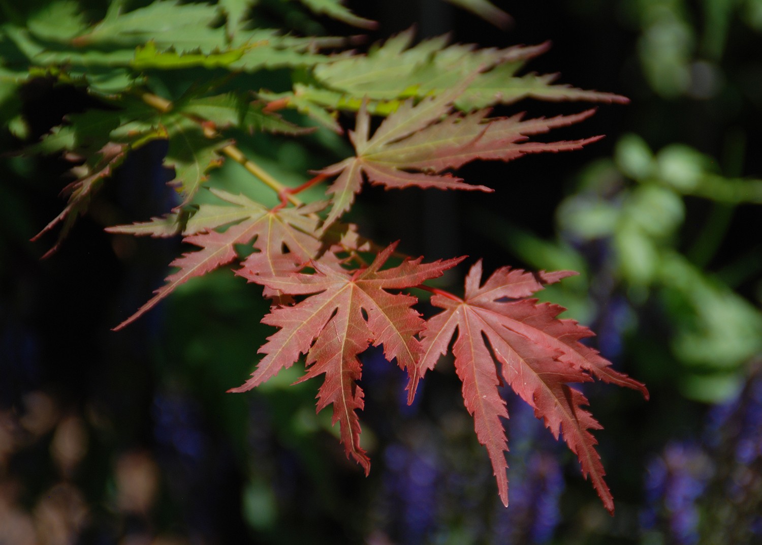 Colro Week Enjoy the Beauty and Science Behind Fall Color | The Town Common