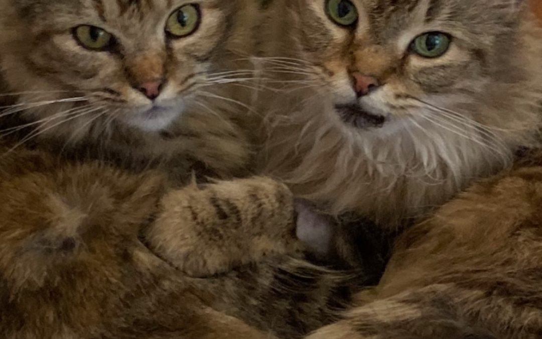 Adopt a Pet in 2024