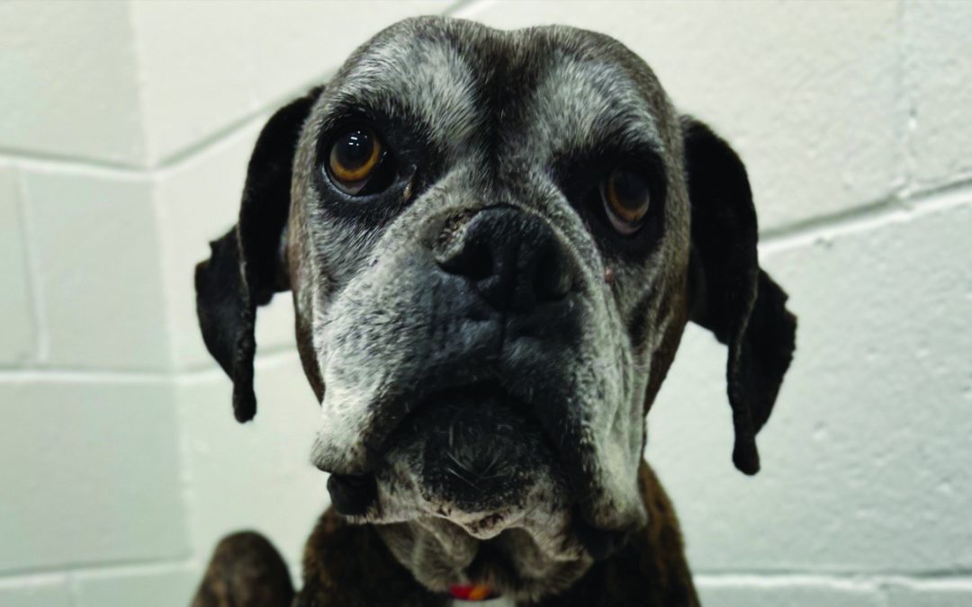 A Lot of Boxers To Adopt