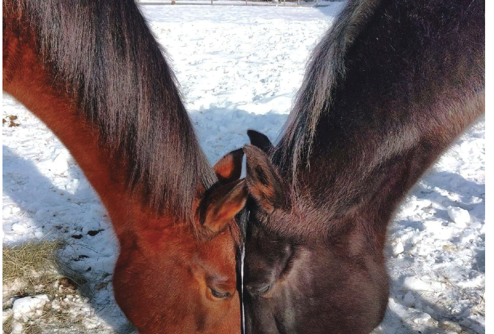 Show Your Love for Horses this Valentine’s Day  in West Newbury