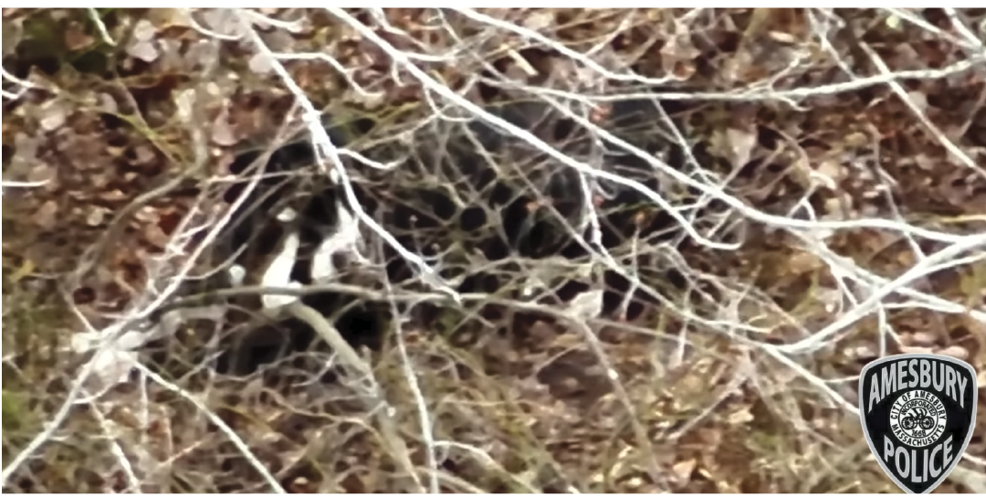 Amesbury Police Use Drone to Find Lost Dog in Woods