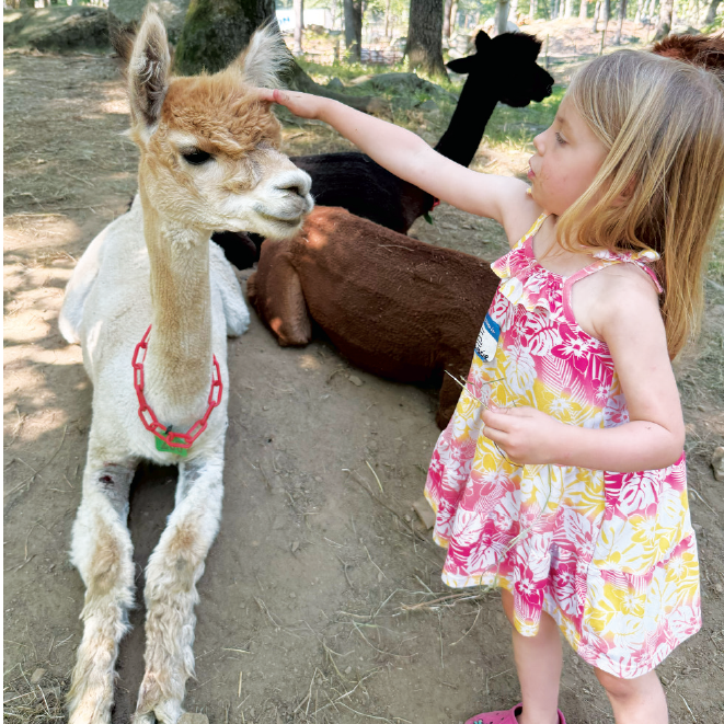 Rescued Alpacas from MSPCA Find a Cozy New Home at Great Rock Farm