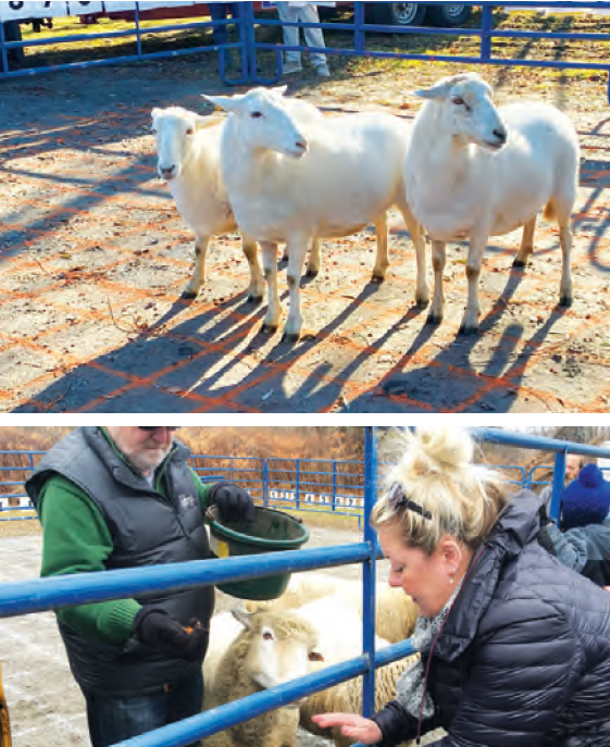 Buy Your Great Grand Sheep ‘Pebbles’ Land Rush Deed Today!