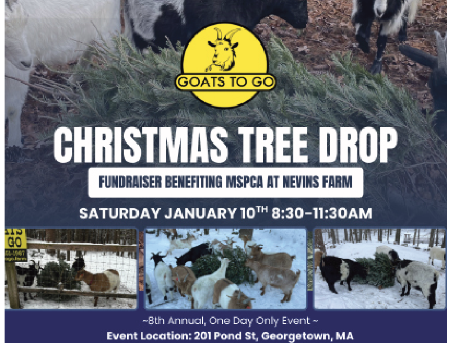 More Than a Tree Drop: How One North Shore Farm Turned a  Post-Holiday Problem Into a  Winter Tradition of  Joy, Learning, and Community